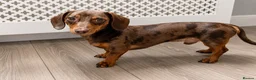 Miniature Dachshund dogs for sale: KC registered Miniature dachshund puppy’s  - Advert 11