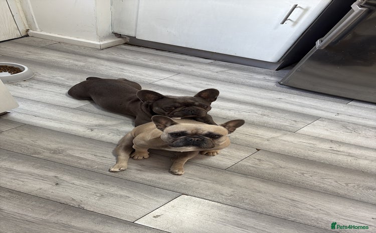 French Bulldog dogs - Advert 15