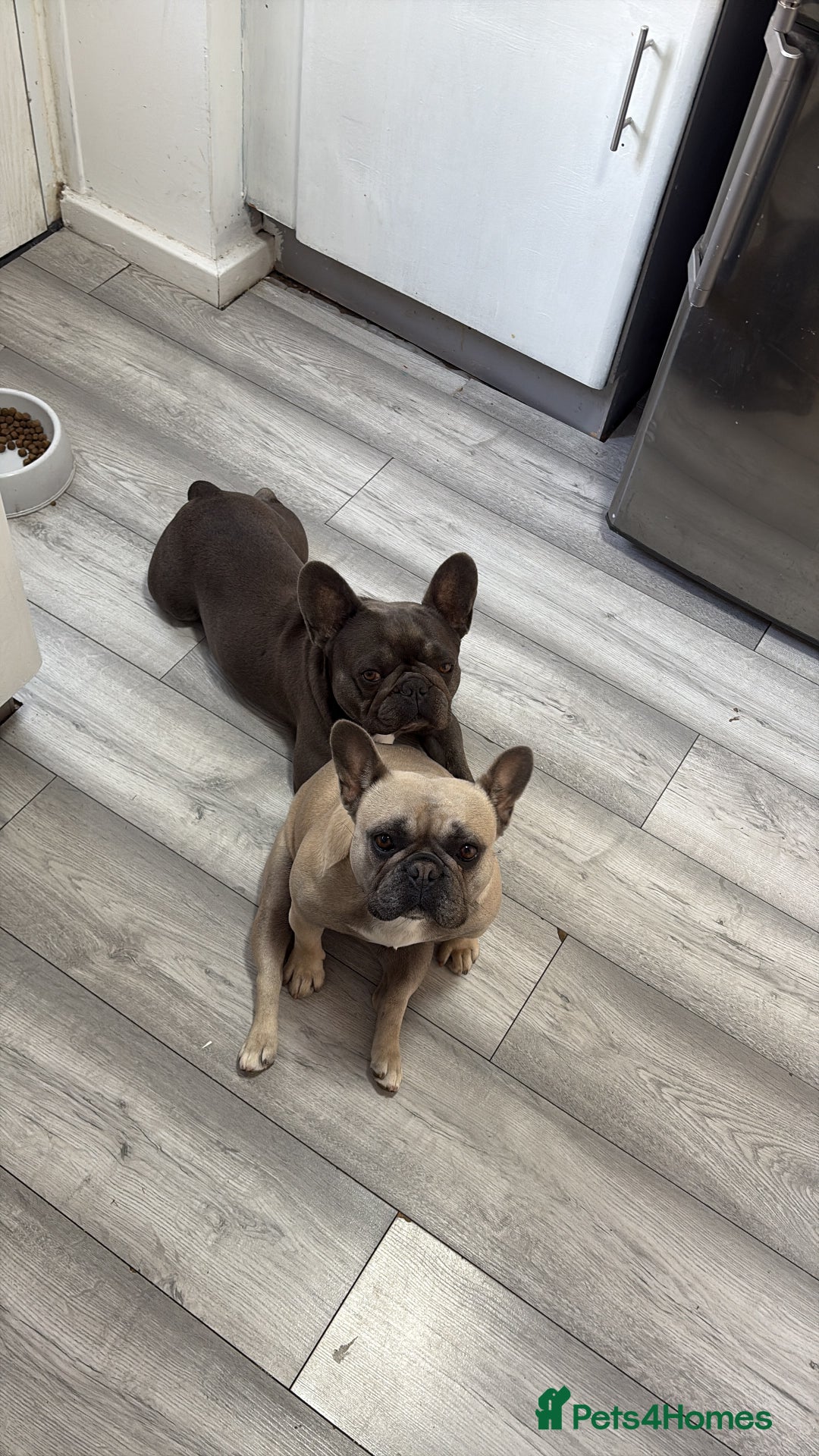 French Bulldog dogs for sale: Female frenchie - Image 1