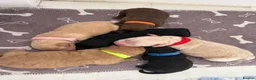 Cockapoo dogs for sale: Stunning F1B Cockapoos - Advert 4