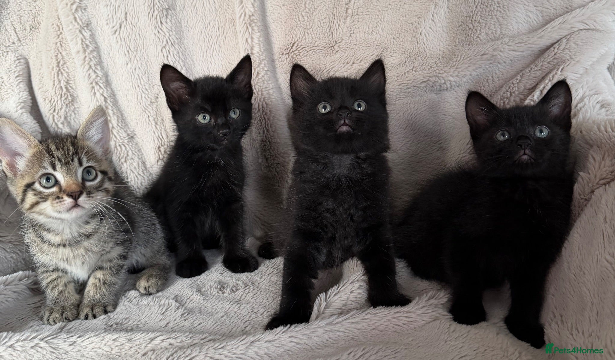 Mixed Breed cats Kittens ready for new home  - Advert 7