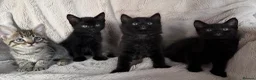 Mixed Breed cats for sale: Kittens ready for new home  - Advert 1