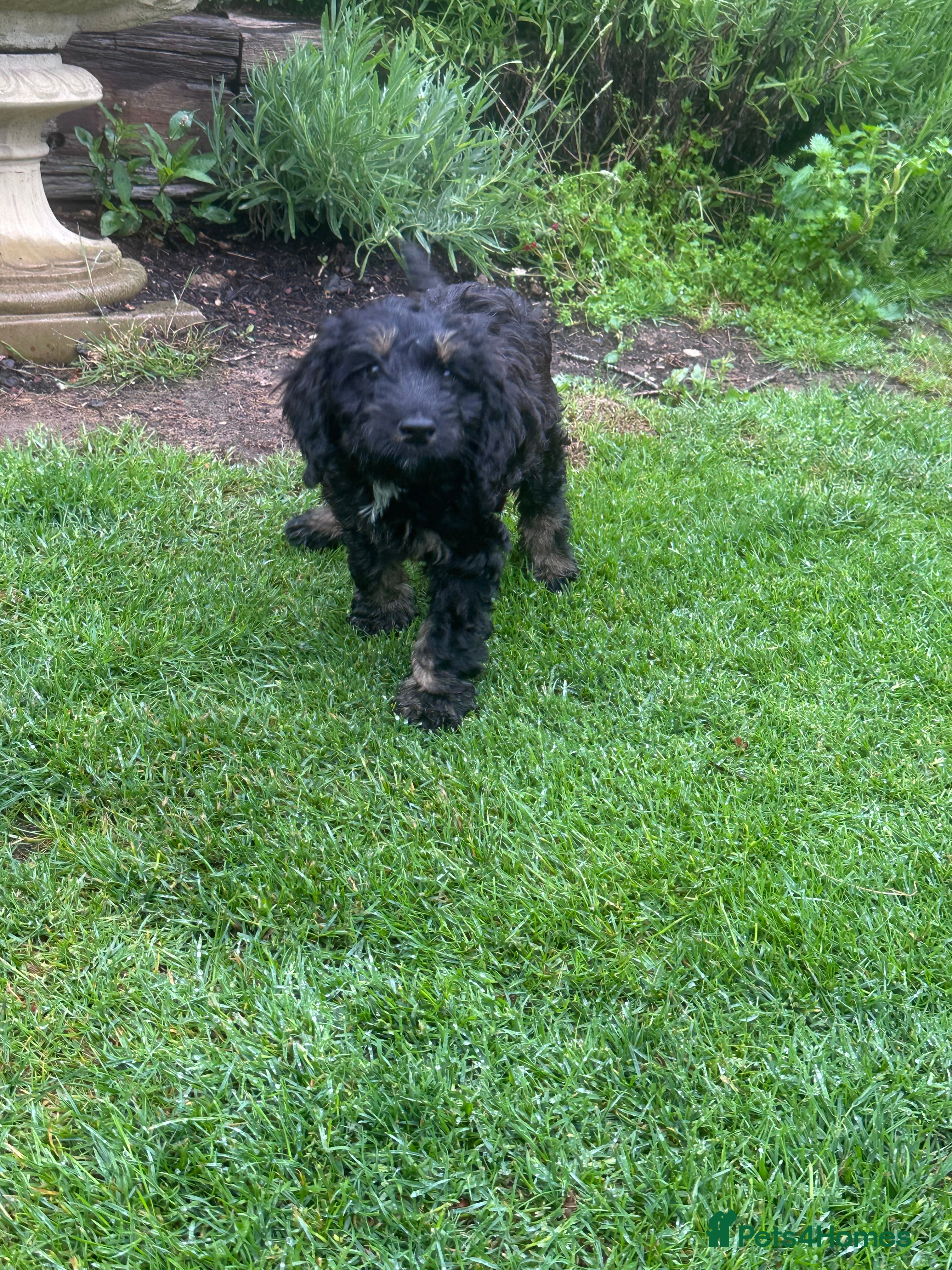 Cockapoo dogs F1 Cockapoo Male - Price Reduced! - Advert 2