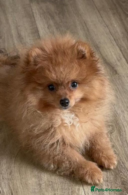 Pomeranian dogs for sale: KC reg Ready to go Luxury Pomeranian  - Advert 1