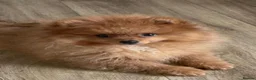 Pomeranian dogs for sale: KC reg Ready to go Luxury Pomeranian  - Advert 1