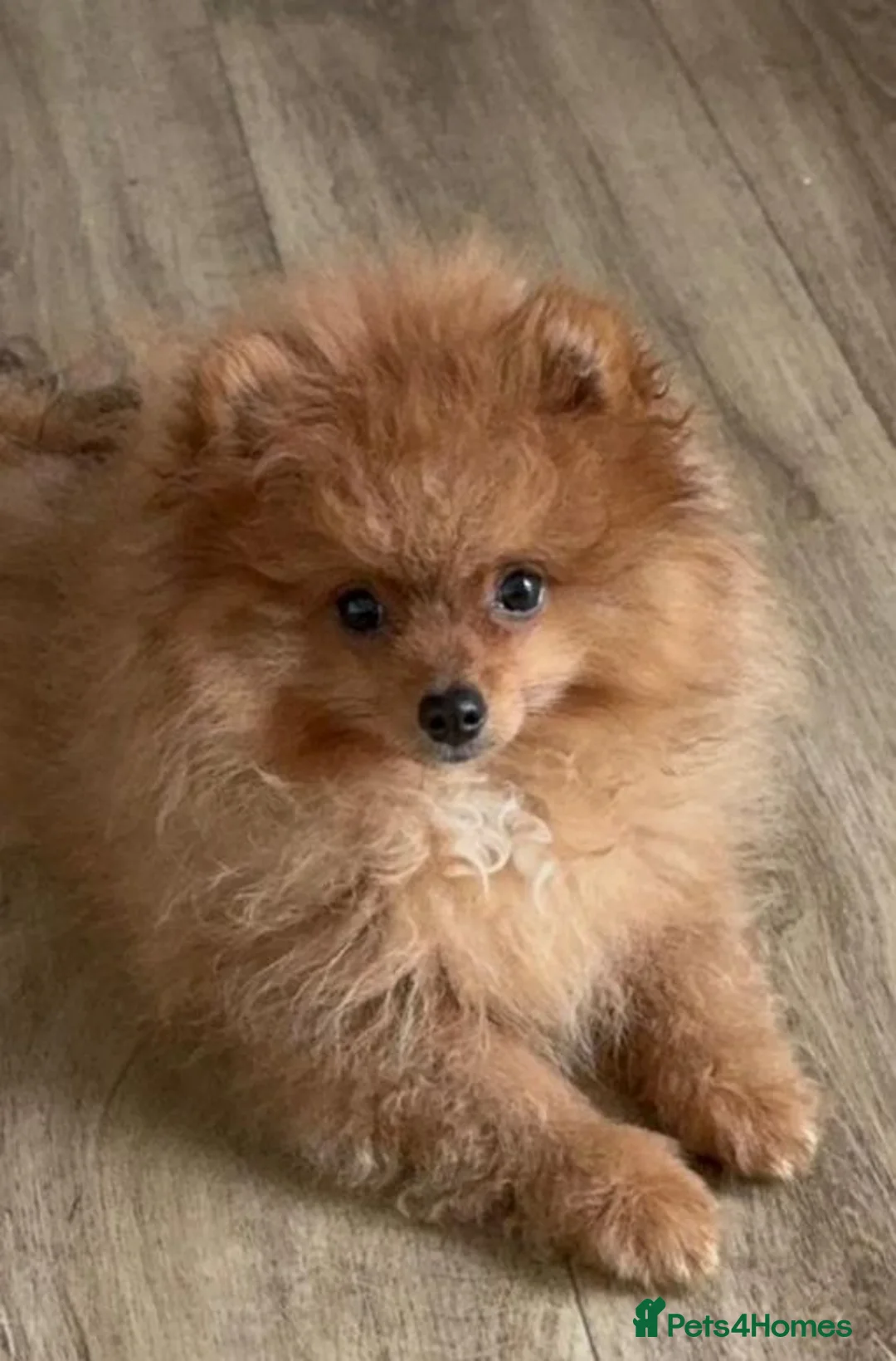 Pomeranian dogs for sale: KC reg Ready to go Luxury Pomeranian  - Advert 1