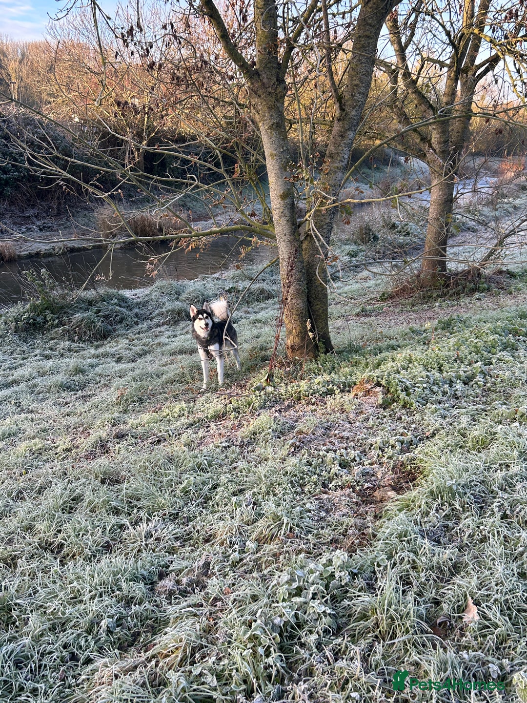 Utonagan dogs for sale: Gorgeous Husky/Malmute looking for new family - Advert 5