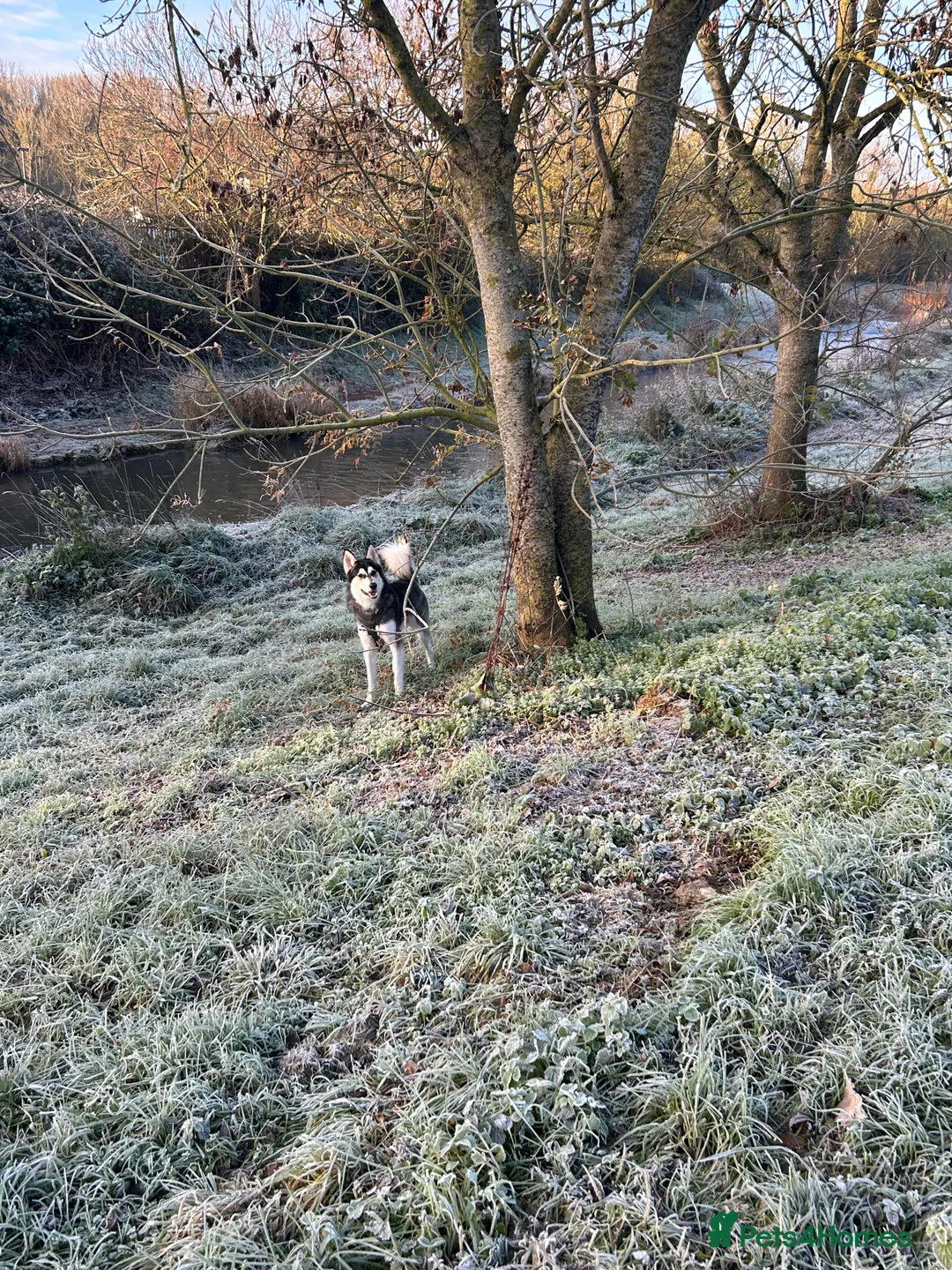 Utonagan dogs for sale: Gorgeous Husky/Malmute looking for new family - Advert 5