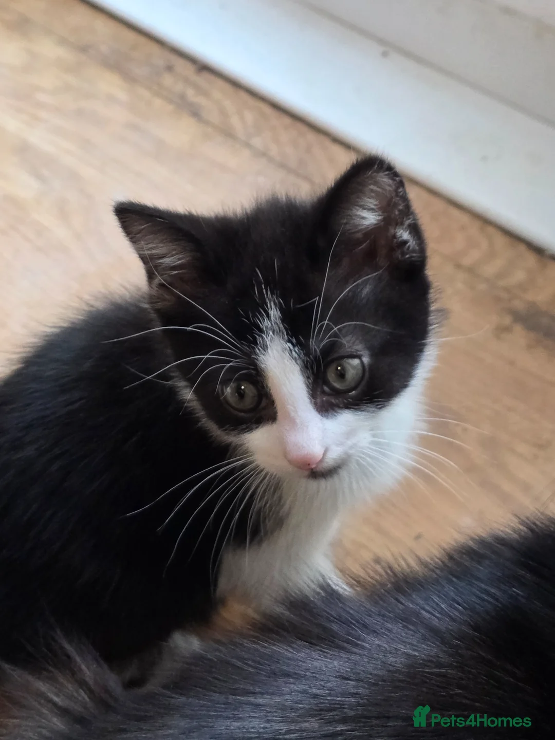 Mixed Breed cats for sale: Female cat for sale.  - Advert 3