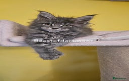 Maine Coon cats for sale: TICA Registered Maine Coon Kittens  - Image 1