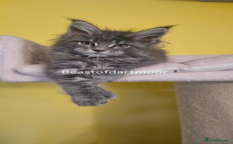 Maine Coon cats - Advert 4
