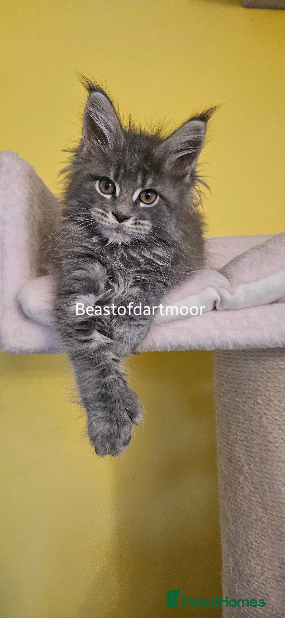 Maine Coon cats for sale: TICA Registered Maine Coon Kittens  - Image 1