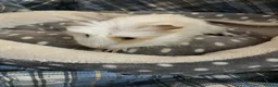 Guinea Pig rodents for sale: Lots of lovely baby boy guinea pigs - Advert 3