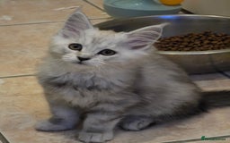 Maine Coon cats for sale: Pedigree TICA Maine Coon Kittens  - Image 5