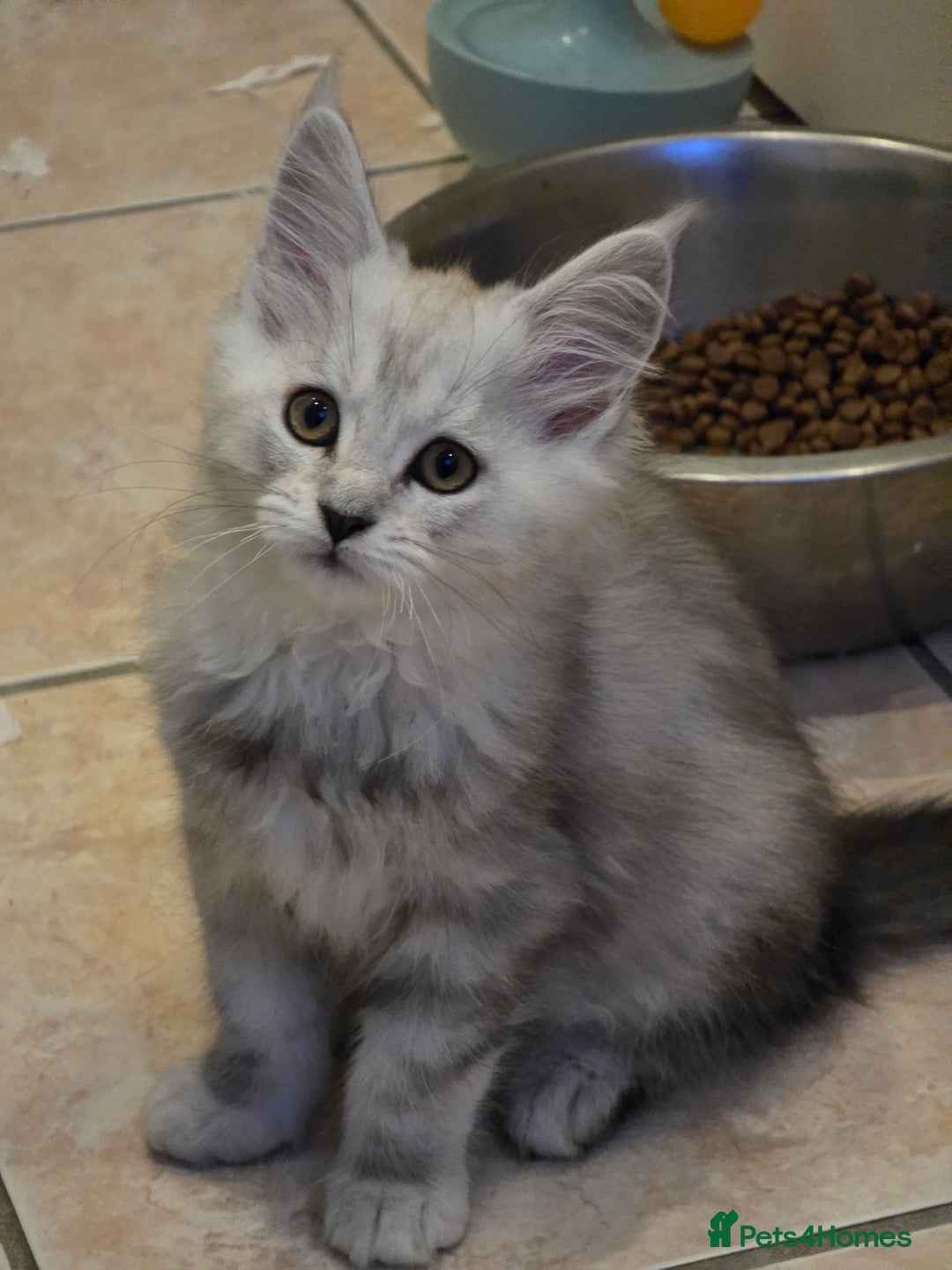 Maine Coon cats for sale: Pedigree TICA Maine Coon Kittens  - Image 5