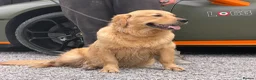 Golden Retriever dogs for sale: 11 month old male golden retriever for sale  - Advert 5