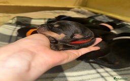 Rottweiler dogs for sale: Full thoroughbred Rottweilers available - Image 10
