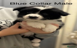 Border Collie dogs for sale: 9 Beautiful B&W & Merle Border Collie Puppies 🐶 - Image 9