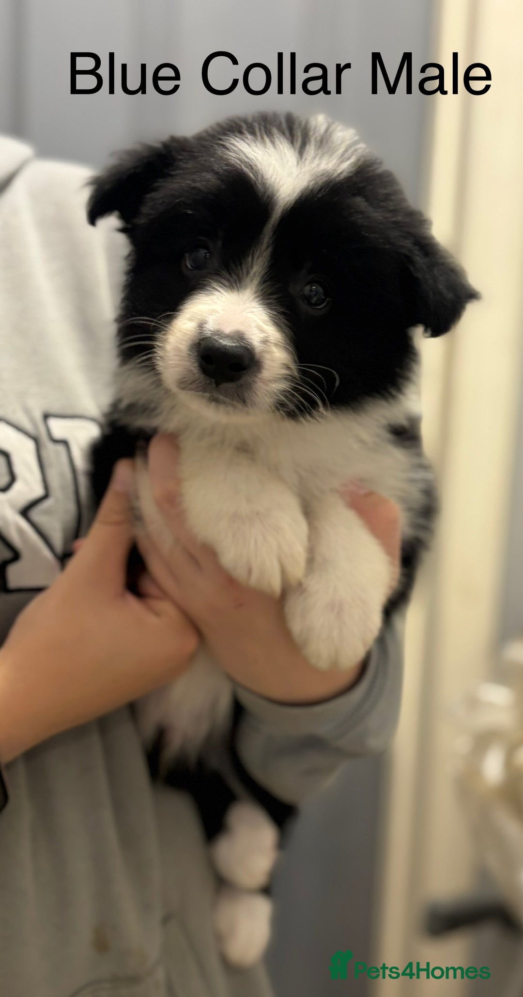 Border Collie dogs for sale: 9 Beautiful B&W & Merle Border Collie Puppies 🐶 - Image 9