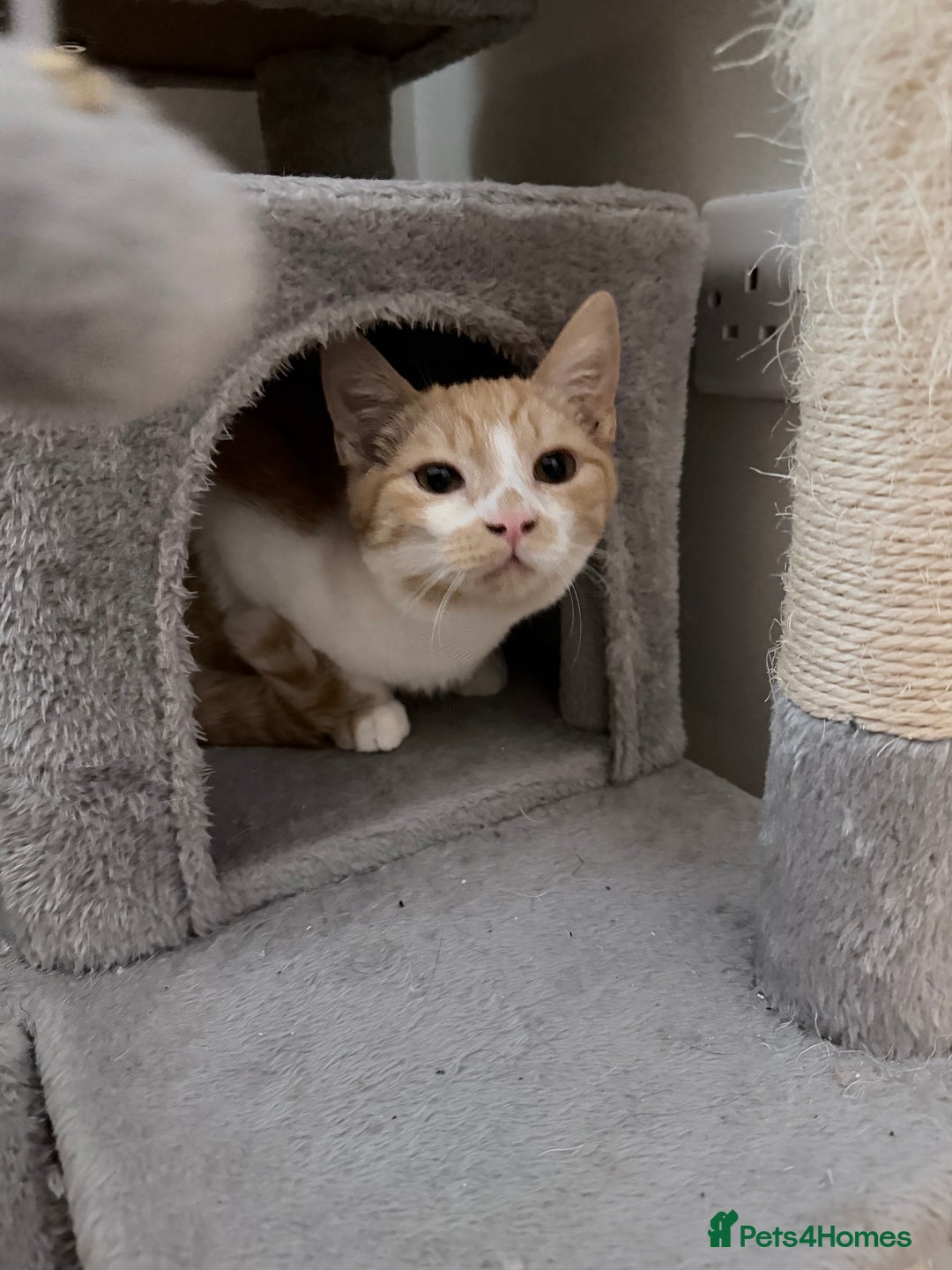 Mixed Breed cats for sale: 5 month old male kitten  - Advert 2