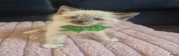 Ragdoll cats for sale: Ragdoll Kittens  - Advert 14