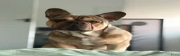 French Bulldog dogs for stud: French Bulldog Stud Available (fluffy carrier) in London - Advert 1