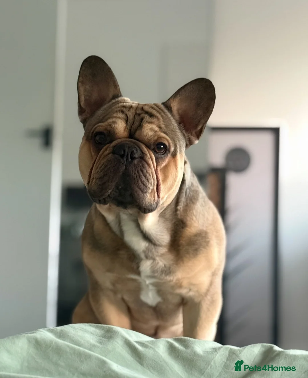 French Bulldog dogs for stud: French Bulldog Stud Available (fluffy carrier) in London - Advert 1