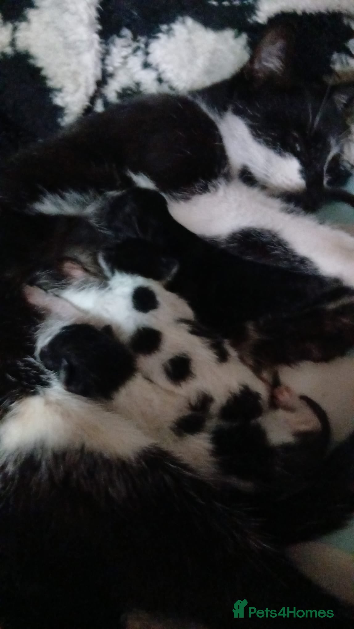 Mixed Breed cats 3 beautiful black and white kittens £25 - Advert 1