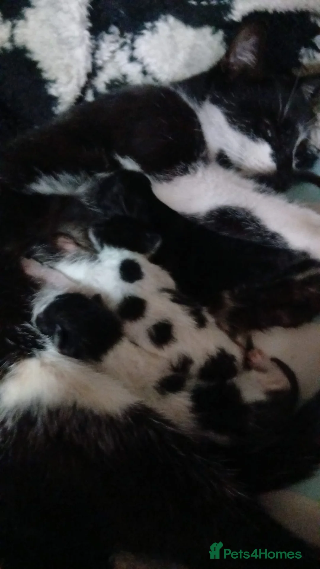 Mixed Breed cats for sale: 3 beautiful black and white kittens £25 in Manchester - Advert 1