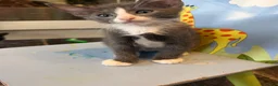 Mixed Breed cats for sale: Little kittens 10 weeks old - Advert 11