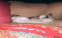 Siamese cats for sale: Half seal point Siamese mix breed. - Image 3