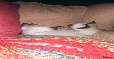Siamese cats - Advert 3