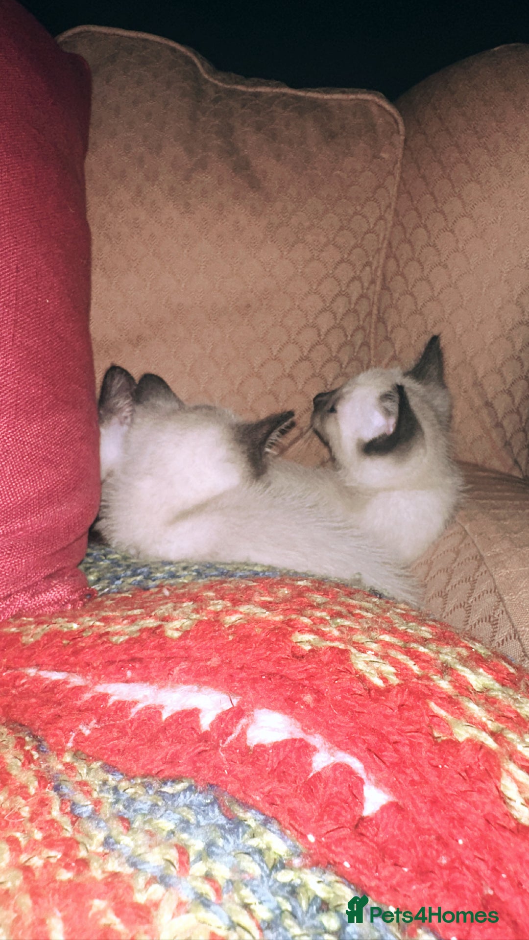 Siamese cats for sale: Half seal point Siamese mix breed. - Image 3