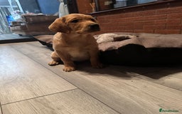 Labrador Retriever dogs for sale: Ready to leave! Beautiful KC Fox Red Labrador Girl - Image 2