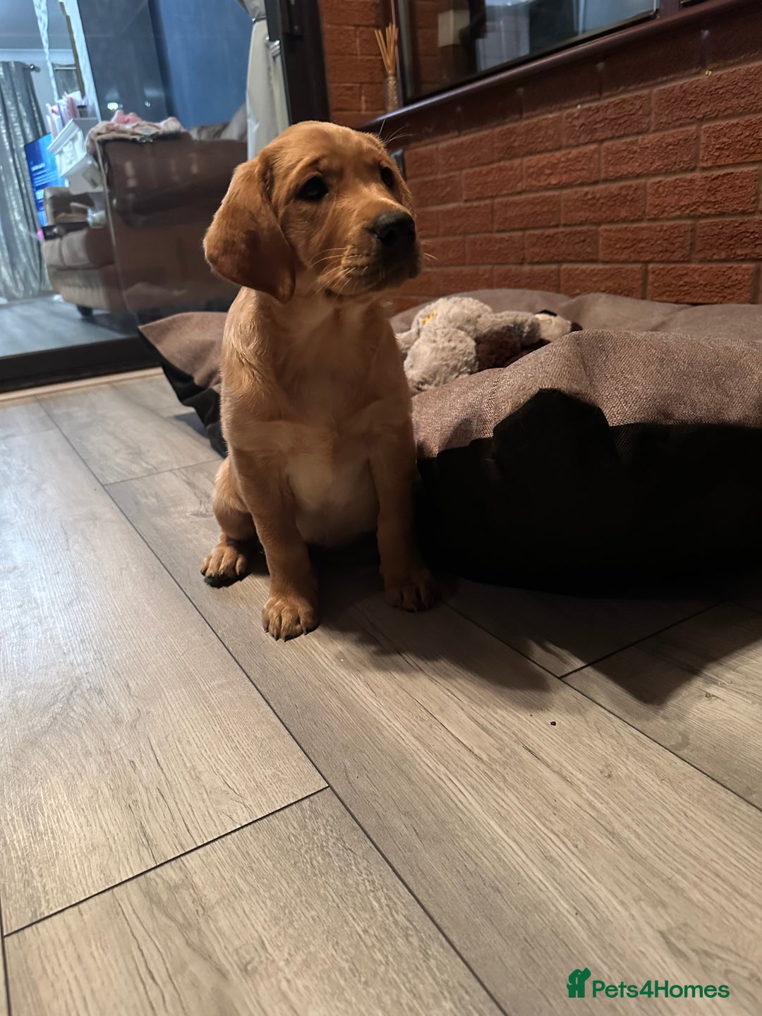 Labrador Retriever dogs for sale: Ready to leave! Beautiful KC Fox Red Labrador Girl - Image 2