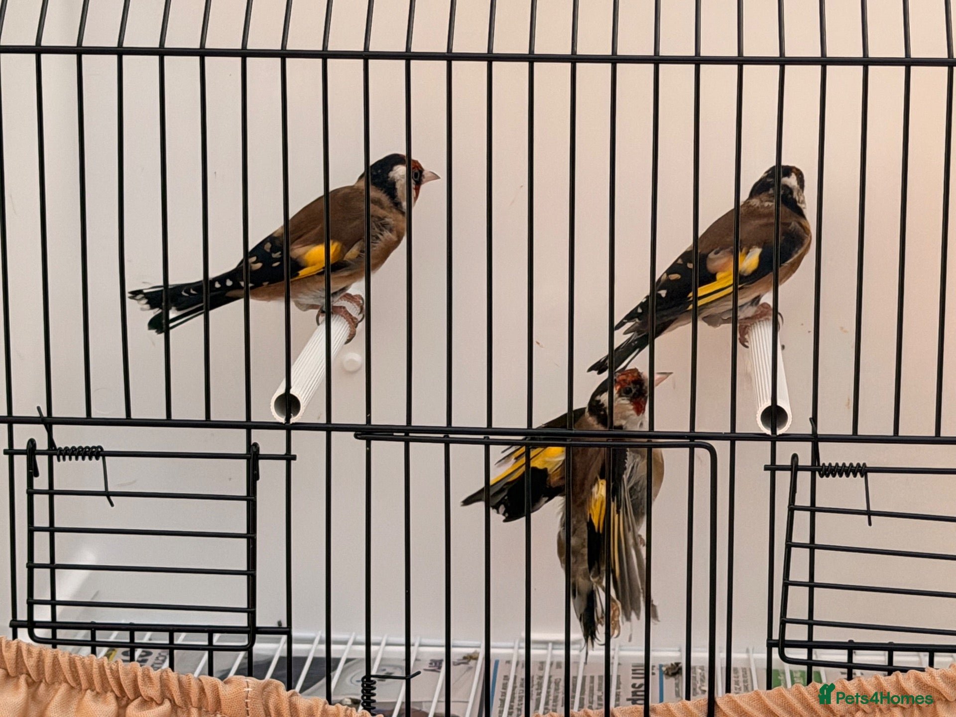 Canaries birds x2 males goldfinches fit and healthy  - Advert 5
