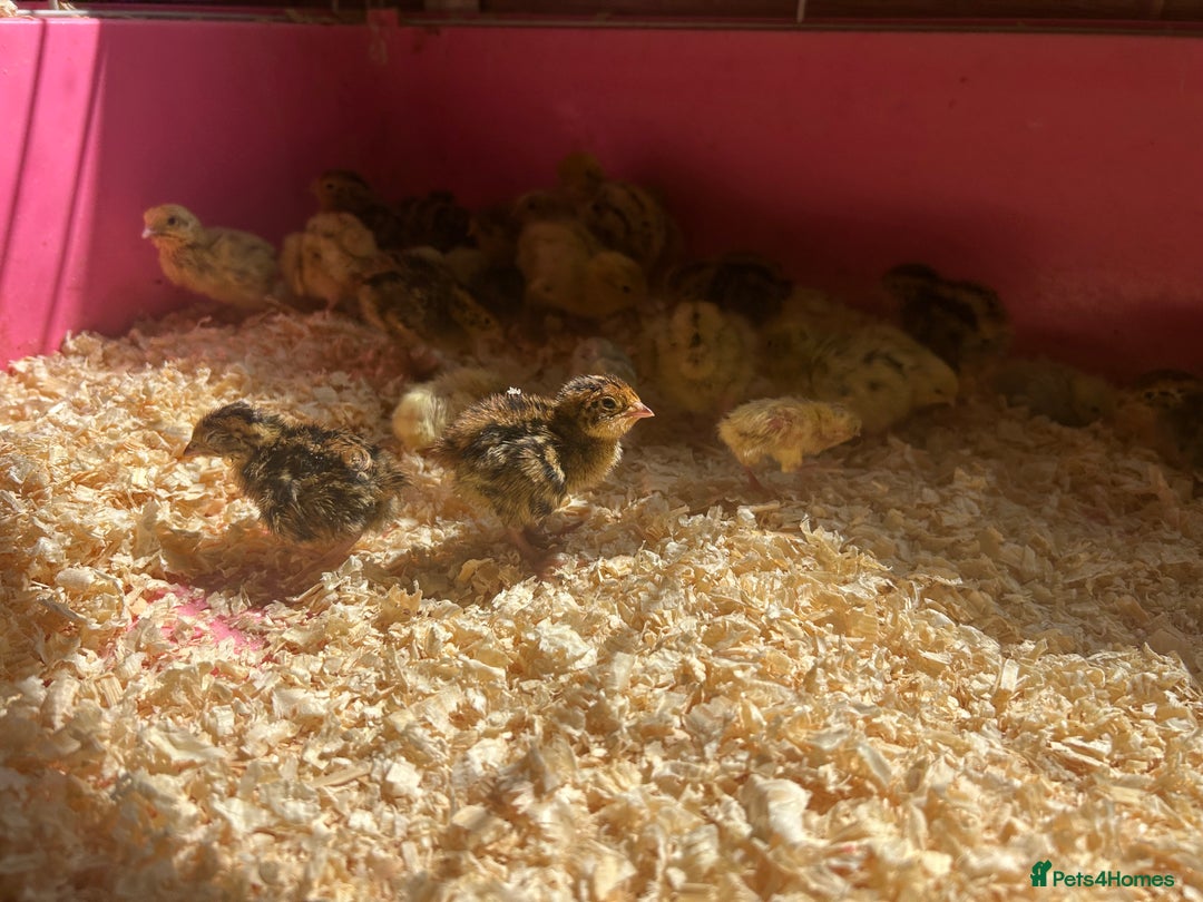 Mixed Breed livestock for sale: Quail for sale - Image 1