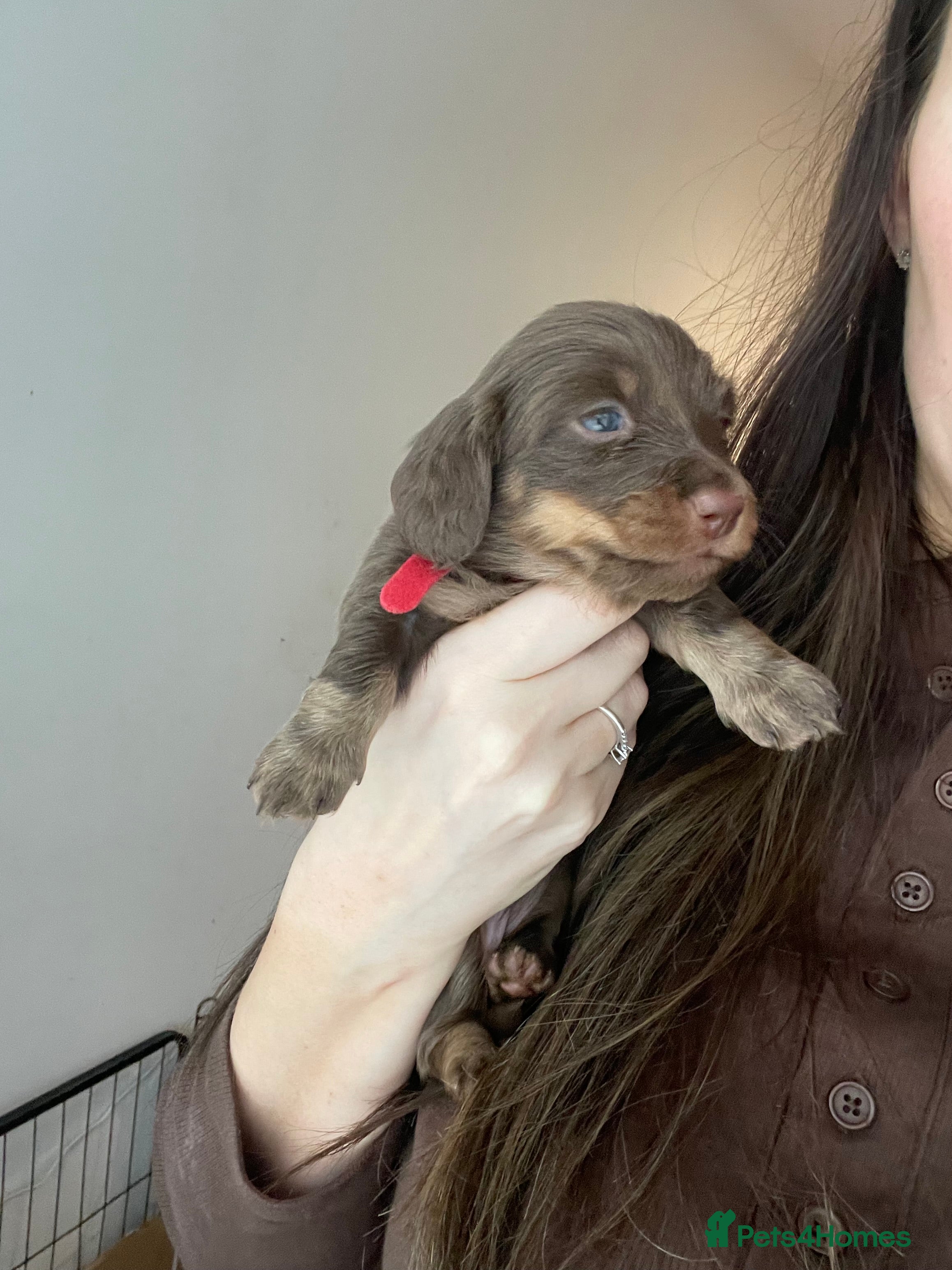 Miniature Dachshund dogs LAST GIRL LEFT Miniature Dachshund Long Hair Pups - Advert 5