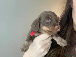 Miniature Dachshund dogs LAST GIRL LEFT Miniature Dachshund Long Hair Pups - Advert 8