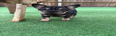 French Bulldog Puppy 1