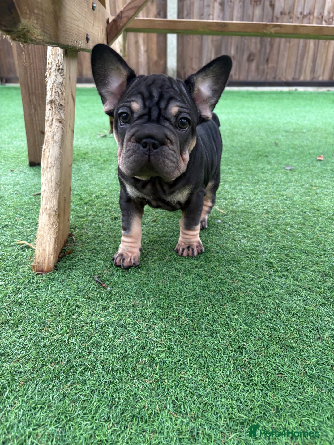 French Bulldog dogs for sale: Last 2 available  - Advert 2