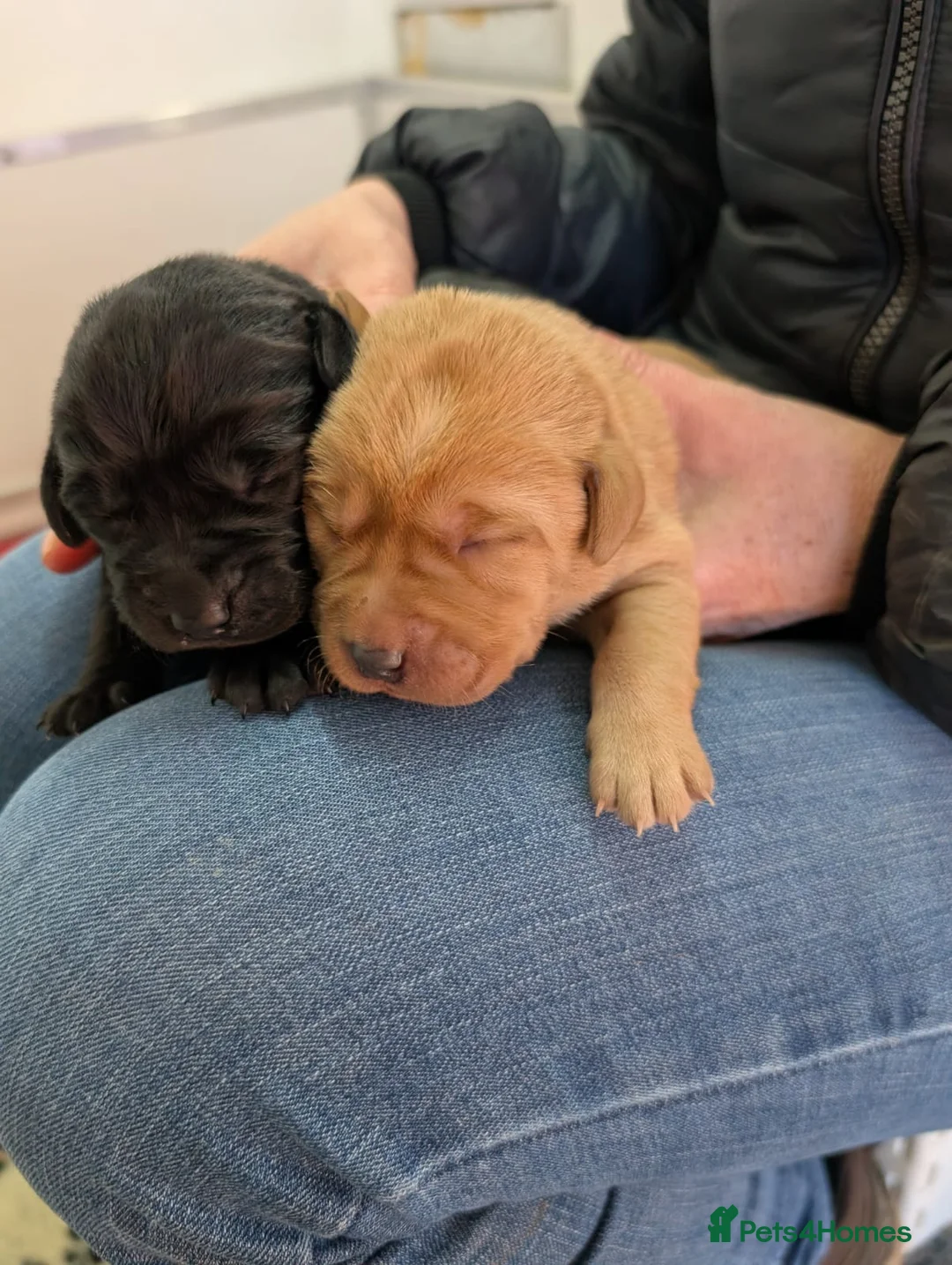 Labrador Retriever dogs for sale: Beautiful 7th Generation Labrador Puppies - Advert 7