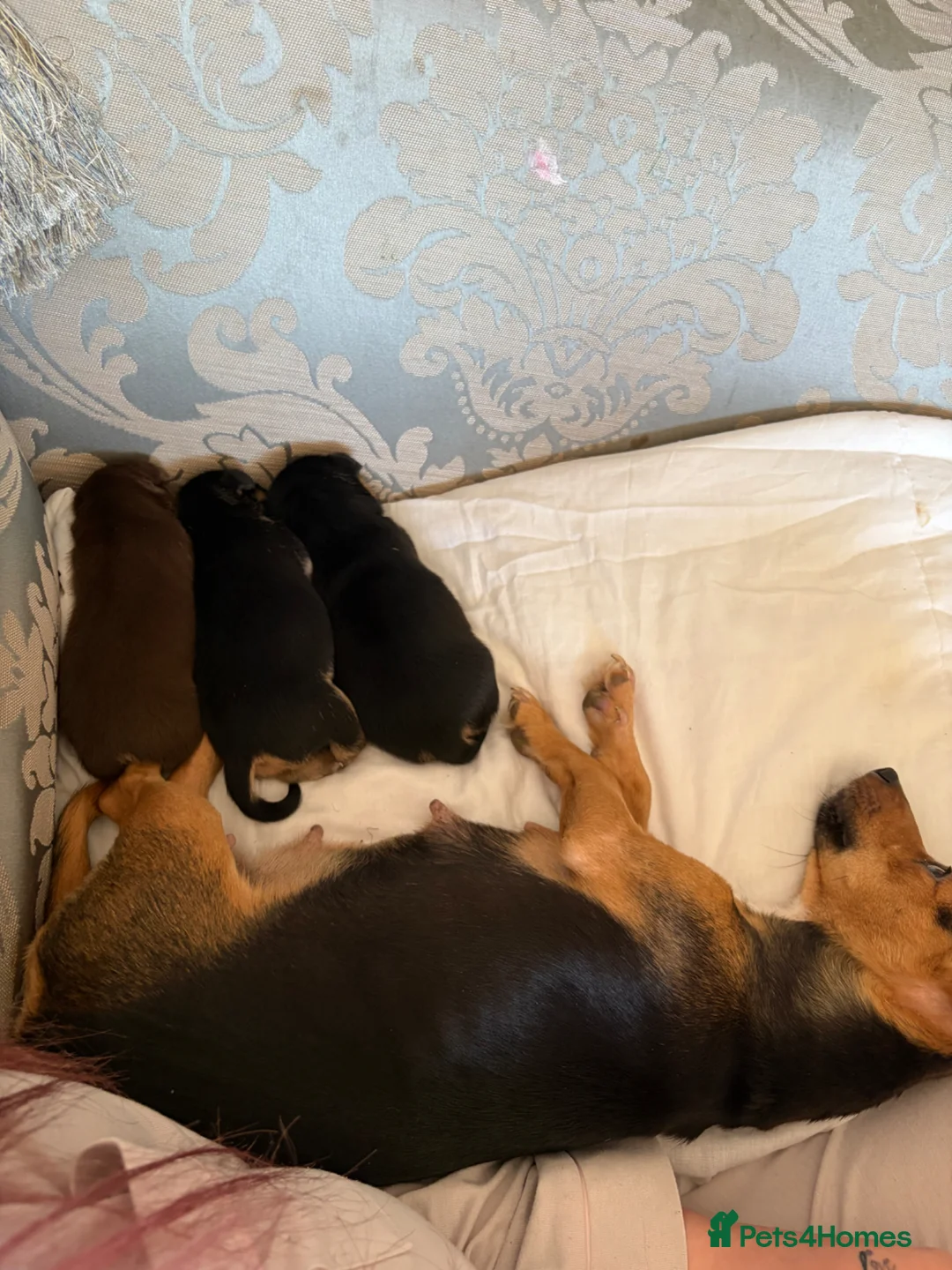 Mixed Breed dogs for sale: Much wenlock russels in Chelmsford - Advert 1