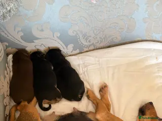 Mixed Breed dogs Much wenlock russels - Advert 7