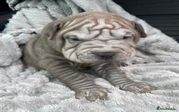 Shar Pei dogs for sale: Shar Pei Puppies  - Image 16