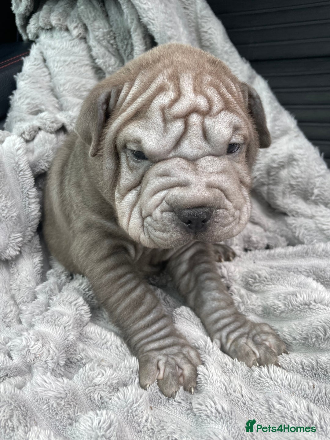 Shar Pei dogs for sale: Shar Pei Puppies  - Image 16
