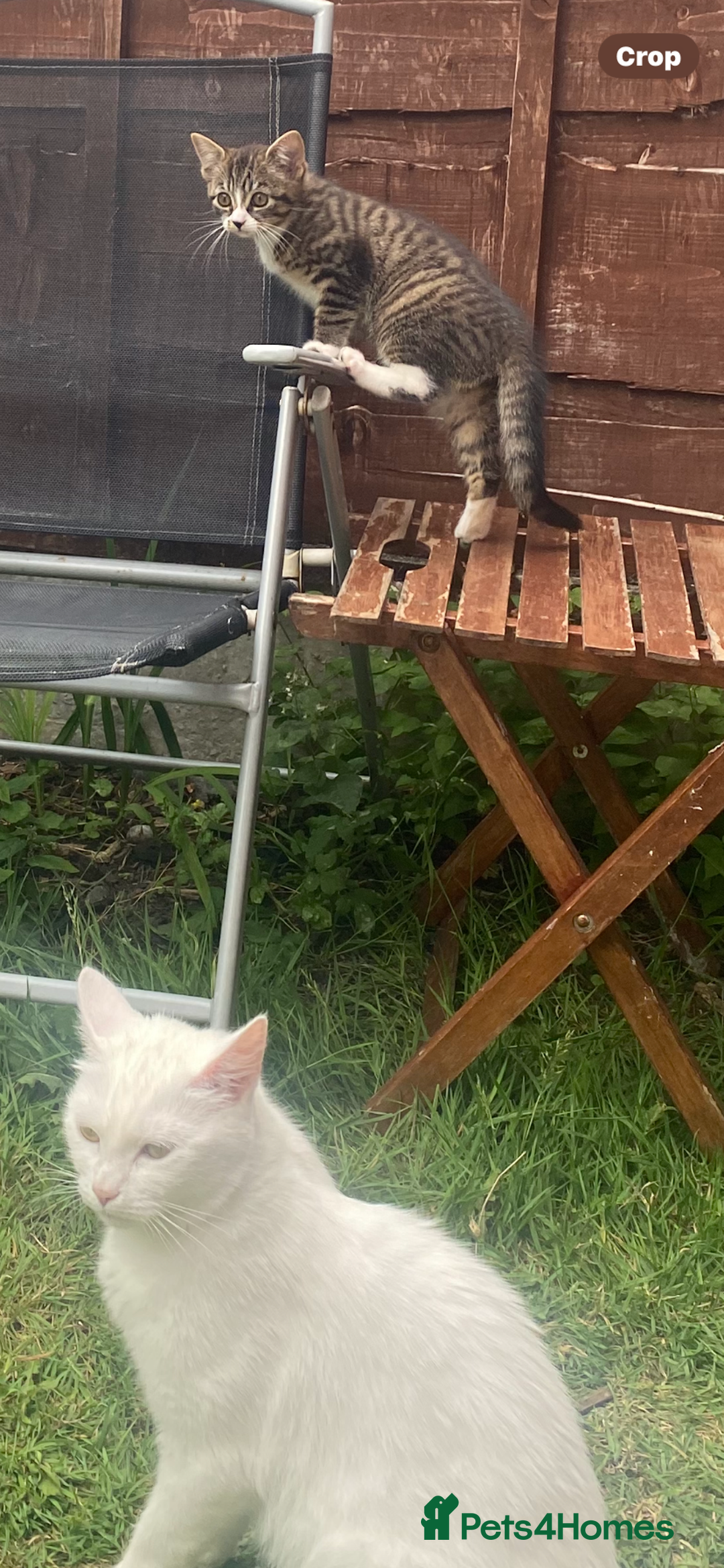 Bengal cats for sale: Tabby stripy Bengal cross  - Image 8