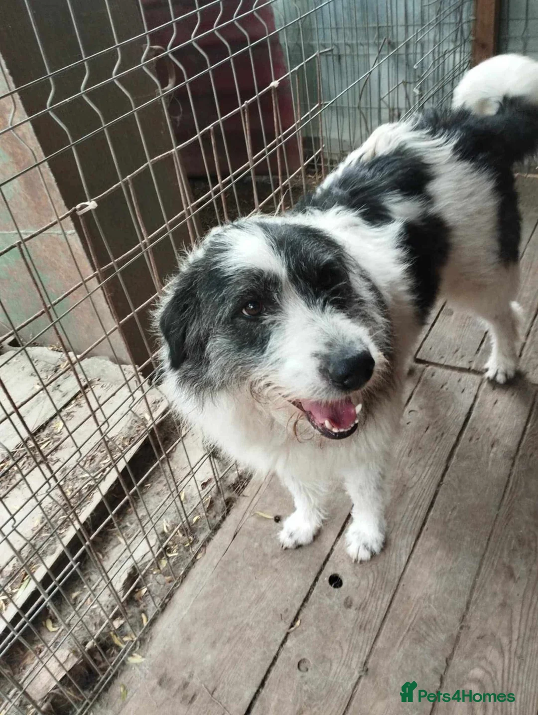 Mixed Breed dogs for adoption: Smiley Rosie  in Saint Austell - Advert 1