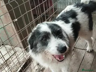 Mixed Breed dogs Smiley Rosie - Advert 1