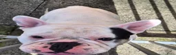 French Bulldog dogs for adoption: Quinn - In Ayr Looking for a home  - Advert 5